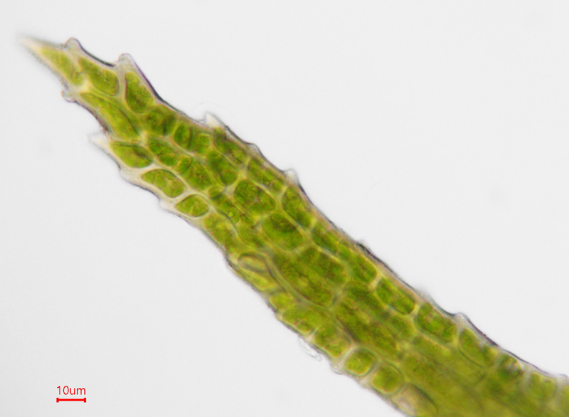 Dicranum montanum
